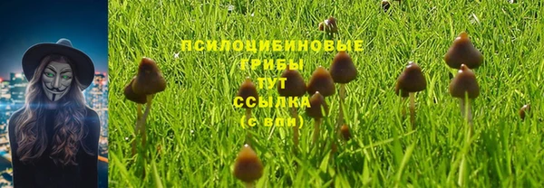 прущие грибы Горно-Алтайск