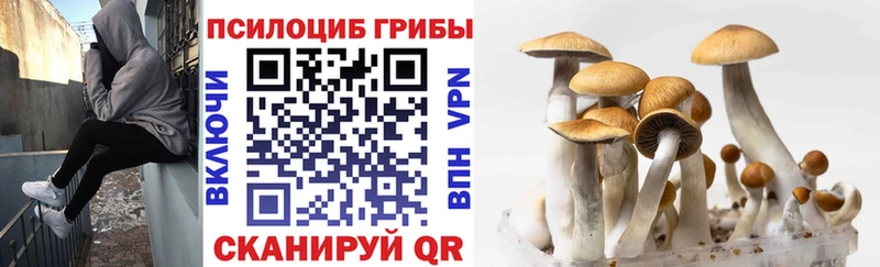 Псилоцибиновые грибы Cubensis  Электрогорск 